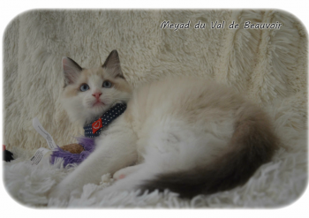 mâle seal bicolour - Chatterie Ragdolls du Val de Beauvoir